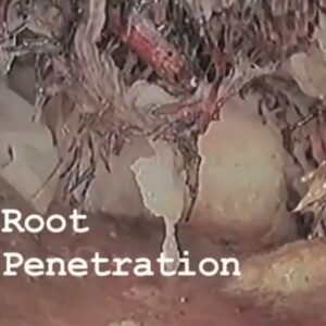 sewer line root penetration sewer scope inspection